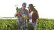 © maxximmm - irrigation corn. two farmers work in a field with corn. agriculture irrigation concept. farmers a man and a woman work through a field with green corn business sprouts against irrigation installation