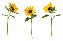 Three Sunflowers Isolated On Transparent Background. Set Of Elements For Creating Collage Or Design, Postcards, Invitations.