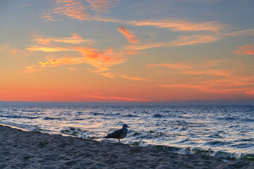 Wall Mural - Birds on the beach of Baltic Sea in Sztutowo at sunset, Poland