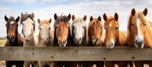 Lineup Of Horses - Horses Putting Their Heads Together - Equestrian Group - Horses On A Field Behind A Fence - Generative Ai