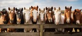 Fototapeta  - lineup of horses - horses putting their heads together - equestrian group - horses on a field behind a fence - generative ai