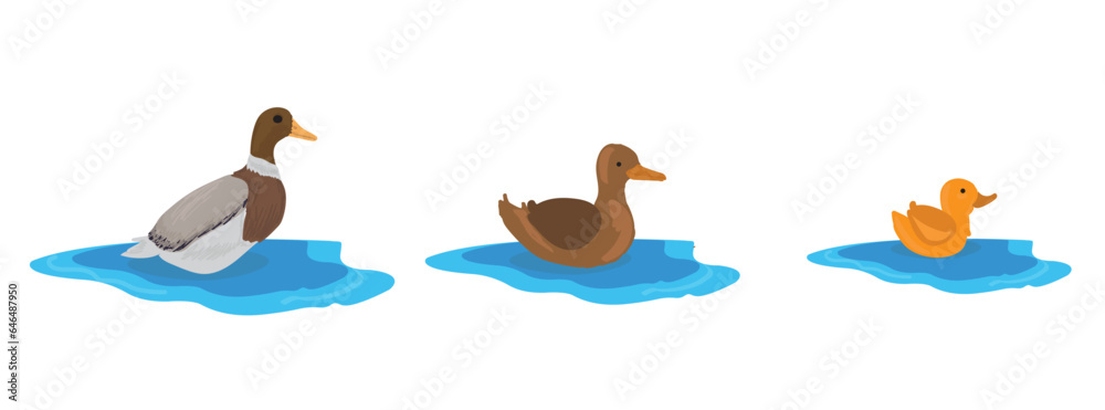 Life cycle of duck vector. Developmental process of duck vector ...