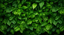 Lush Green Leafy Texture Background, Texture, Background,