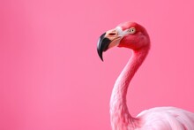 Portrait Of A Pink Flamingo In Profile On A Pink Pastel Background With Copy Space.