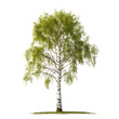 © Аrtranq - Summer green birch tree, png file of isolated cutout object on transparent background.