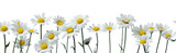 row of white chamomile daisy flowers , png file of isolated cutout object on transparent background.