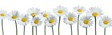 Row Of White Chamomile Daisy Flowers , Png File Of Isolated Cutout Object On Transparent Background.