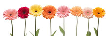 Row Of Colorful Gerbera Flowers , Png File Of Isolated Cutout Object On Transparent Background.