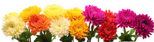 Row Of Colorful Chrysanthemum Flowers , Png File Of Isolated Cutout Object On Transparent Background.