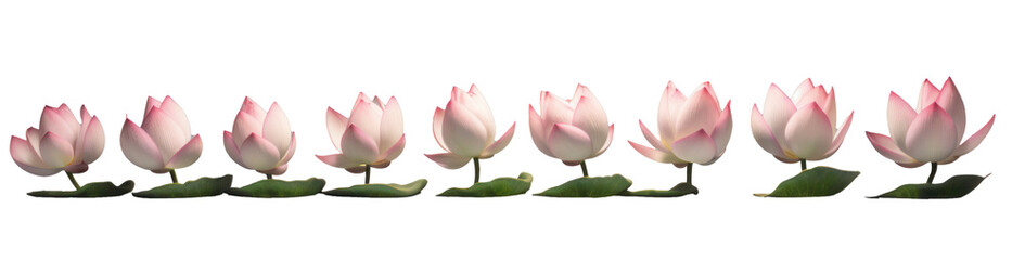 Wall Mural - row of white lotus flowers, png file of isolated cutout object on transparent background.