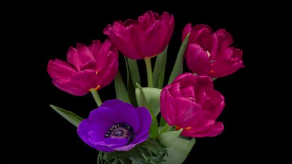 Wall Mural - Beautiful bouquet of Pink tulips on black background. Springtime. Mother's day, Holiday, Love, birthday, Easter