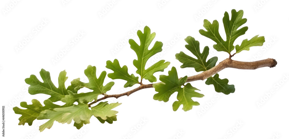 green oak branch with leaves, png file of isolated cutout object on ...