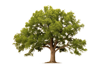 Wall Mural - green oak tree, png file of isolated cutout object on transparent background.