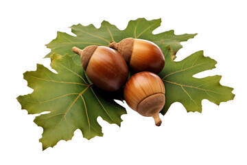 Wall Mural - green oak leaves with acorn, png file of isolated cutout object on transparent background.