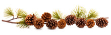 Pine Branch With Needles And Cones , Png File Of Isolated Cutout Object On Transparent Background.