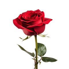 Wall Mural - one red rose flower bud, png file of isolated cutout object on transparent background.