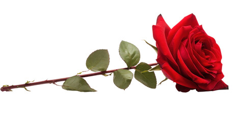 Wall Mural - one red rose flower bud, png file of isolated cutout object on transparent background.