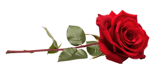 one red rose flower bud, png file of isolated cutout object on transparent background.