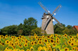 Windmühle Seelenfeld Petershagen mit Sonnenblumen