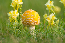Yellow Amanita Mushroom Grows In Grass And Yellow Flowers.