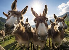 A Group Of Donkeys