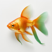 Gold Fish Isolated On White