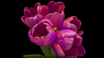 Wall Mural - Beautiful bouquet of Pink tulips on black background. Springtime. Mother's day, Holiday, Love, birthday, Easter