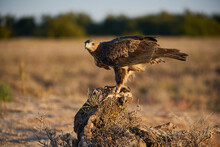 Eagle Chick Walking On Grassy Meadow