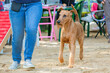 An Irish Terrier breed dog at a dog show. Posing in front of the jury