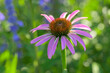 Beautiful Purple Coneflower back lit, against green and purple floral background