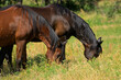 A red bay and a dark bay Arabian horse grazing in knee deep grass in spring sun