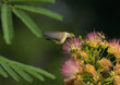 Ruby-throated Hummingbird feeding on pink fuzzy flower of Persian Silk tree