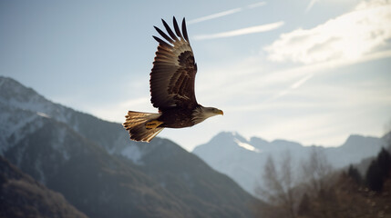  american bald eagle flying - illustration 