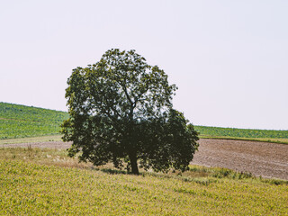 Wall Mural - Bäume in Agrarlandschaft