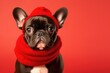 Leinwandbild Motiv Cute French BullDog in a Red Hat and Scarf on a Red Background with Space for Copy