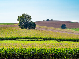 Wall Mural - Bäume in Agrarlandschaft