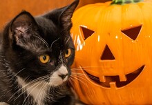 A Closeup Of A Black Kitten Beside A Ceramic Halloween Jack O Lantern Pumpkin.