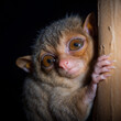 Portrait of a nimble tarsier clinging to a tree