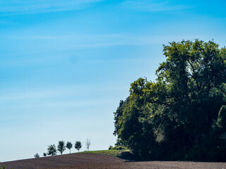 Wall Mural - Bäume in Agrarlandschaft