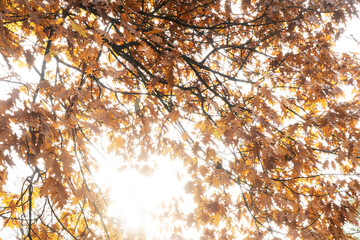 Wall Mural - Fall leaves and branches in park, autumn natural background with soft sunshine