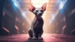Purebred pedigreed Sphynx kitten with white hairless skin and blue eyes on stage in the spotlights at exhibition of purebred cats. Cat show. Best cat, winner. Advertising, poster, banner Announcement