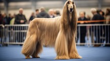 Pedigreed Purebred Afghan Hound Dog At An Exhibition Of Purebred Dogs. Dog Show. Animal Exhibition. Competition For The Most Purebred Dog. Winner, First Place, Main Prize. Advertising, Banner Poster