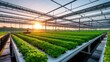 © piai - Sustainable Agriculture. Hydroponics based production method farm. Wellness, healthy and sustainable food sourcing concept. Generation AI