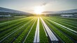 © piai - Sustainable Agriculture. Hydroponics based production method farm. Wellness, healthy and sustainable food sourcing concept. Generation AI
