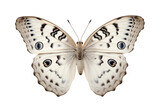 Fototapeta Motyle - White Peacock Butterfly Isolated on Transparent Background. Generative Ai.