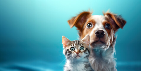 Wall Mural - Cat and dog in front of blue background