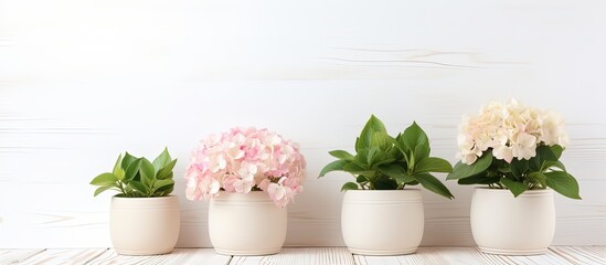 Poster - White wooden background with stylish flowerpots, perfect for home decor and text.