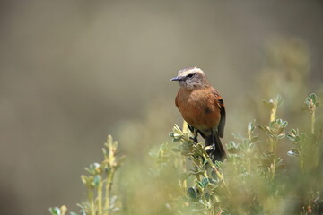 Wall Mural - The brown-backed chat-tyrant (Ochthoeca fumicolor) is a species of bird in the family Tyrannidae.