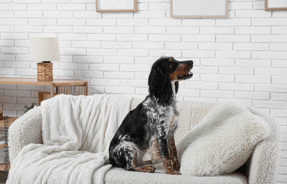 Cute cocker spaniel on white sofa in living room