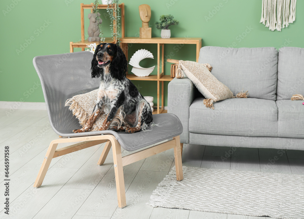 Cocker Spaniel sitting on chair in living room